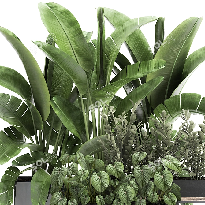 Tropical Plant Collection: Exotics for Indoor & Outdoor 3D model image 3