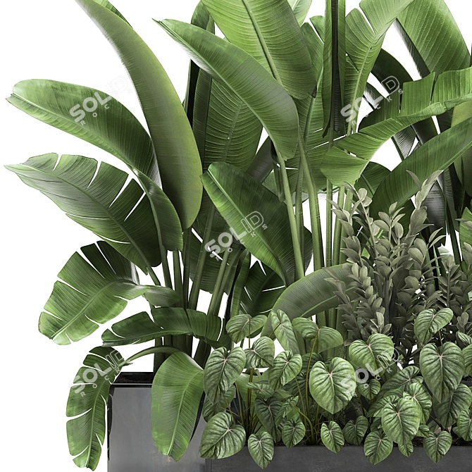 Tropical Plant Collection: Exotics for Indoor & Outdoor 3D model image 4