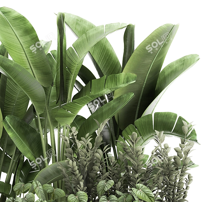 Tropical Plant Collection: Exotics for Indoor & Outdoor 3D model image 5