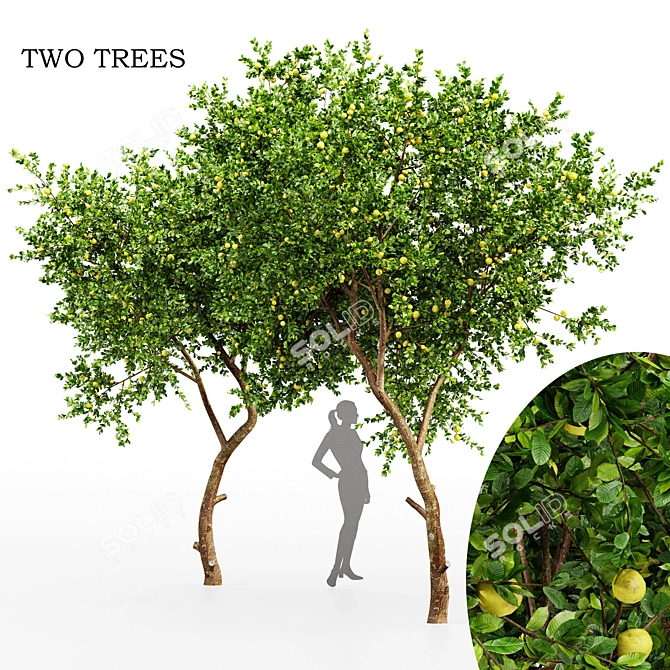 Fresh Lemon Tree - 3D Model with High-Quality Textures 3D model image 1