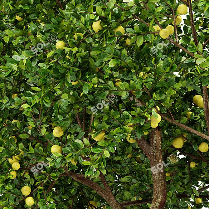 Fresh Lemon Tree - 3D Model with High-Quality Textures 3D model image 2