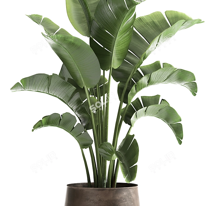 Tropical Plant Collection in Iron Pots 3D model image 3