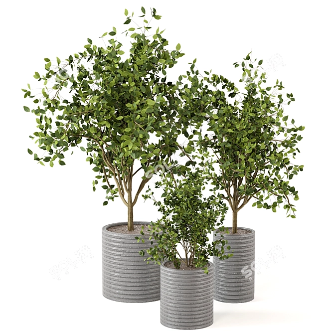 Versatile Indoor Plants Collection 3D model image 2