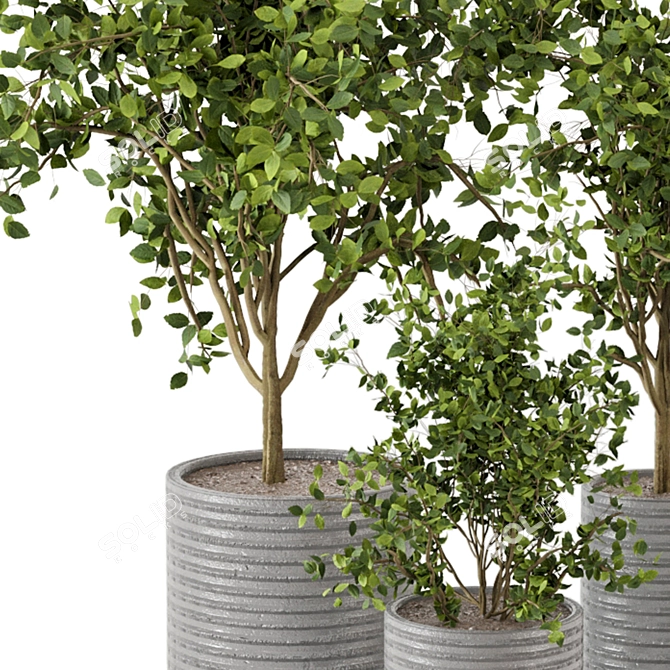 Versatile Indoor Plants Collection 3D model image 5