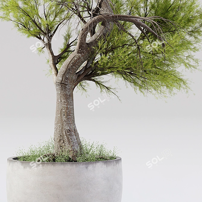 Exquisite Indoor Plant Decor 3D model image 2