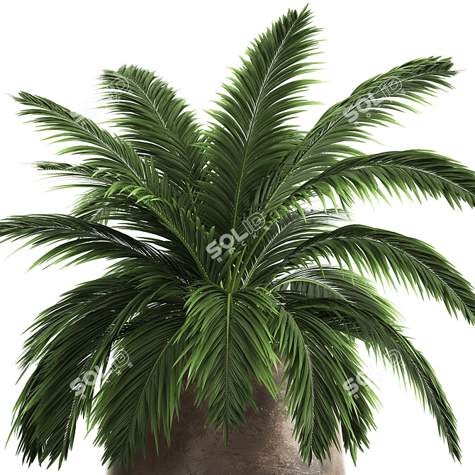 Exotic Plant Collection: Howea Forsteriana in Reclaimed Iron Coppa Pot 3D model image 4