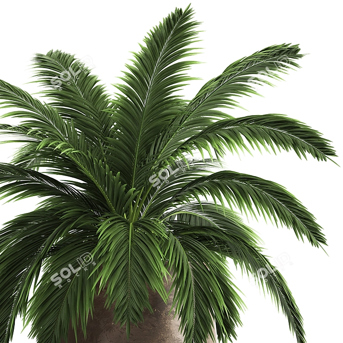 Exotic Plant Collection: Howea Forsteriana in Reclaimed Iron Coppa Pot 3D model image 5