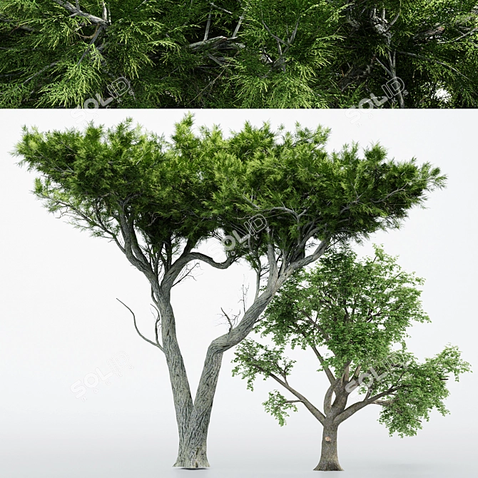 Dual Broadleaf Trees: 7m & 10m 3D model image 1