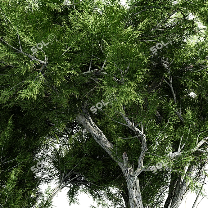 Dual Broadleaf Trees: 7m & 10m 3D model image 2