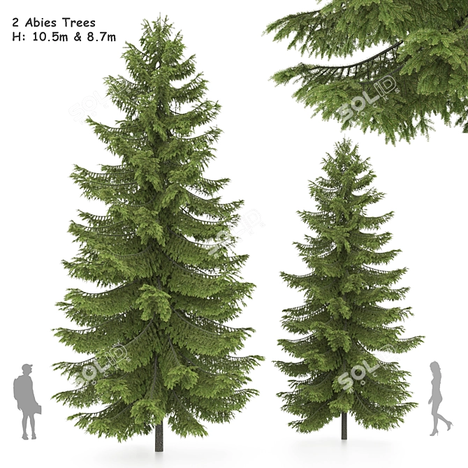 2 Abies Trees: High & Medium Height 3D model image 1