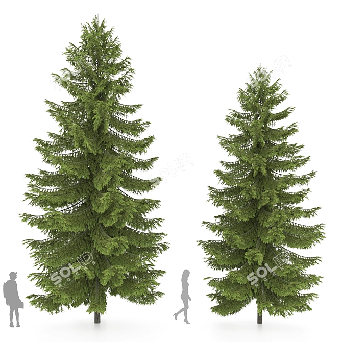 2 Abies Trees: High & Medium Height 3D model image 2