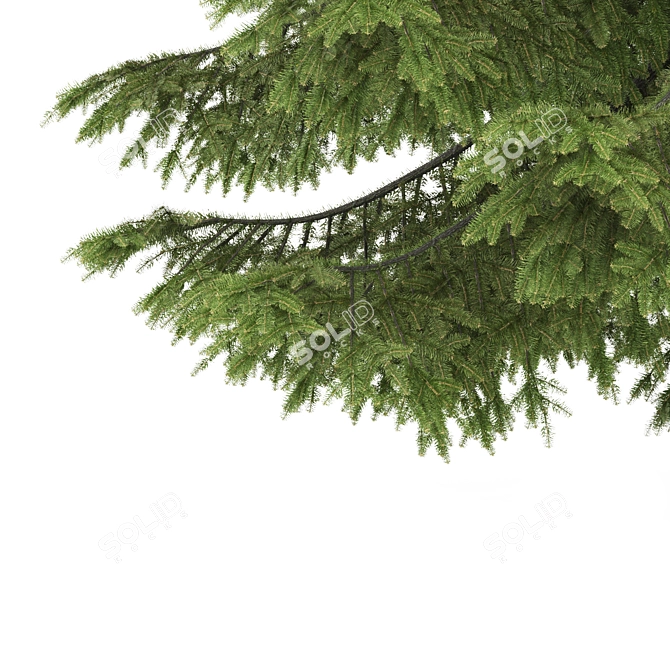 2 Abies Trees: High & Medium Height 3D model image 3