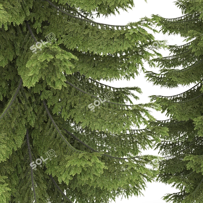 2 Abies Trees: High & Medium Height 3D model image 4