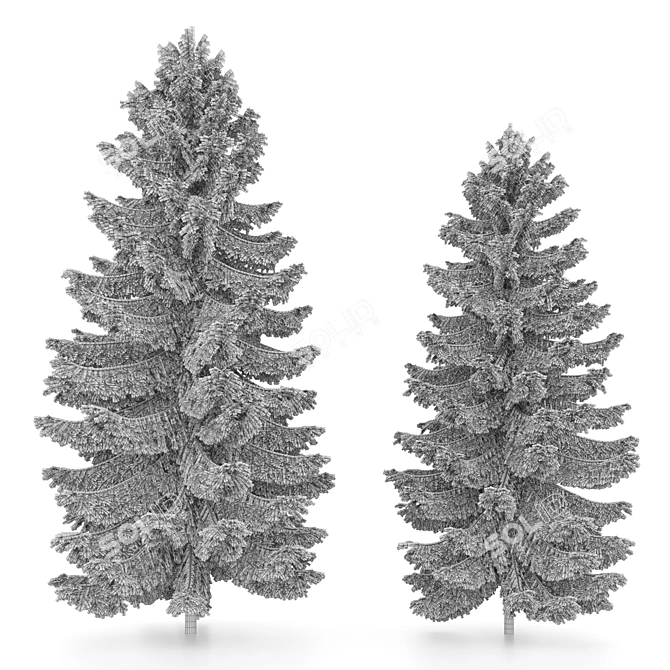 2 Abies Trees: High & Medium Height 3D model image 5