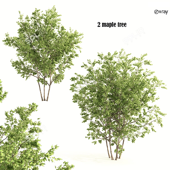 Twin Maple Trees: Green & Majestic 3D model image 1