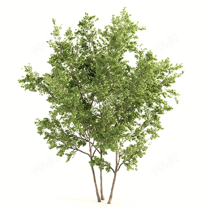 Twin Maple Trees: Green & Majestic 3D model image 3