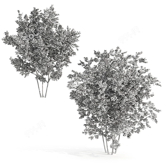 Twin Maple Trees: Green & Majestic 3D model image 5