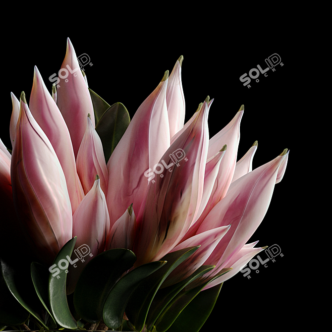 HD Floral Images Pack 3D model image 2