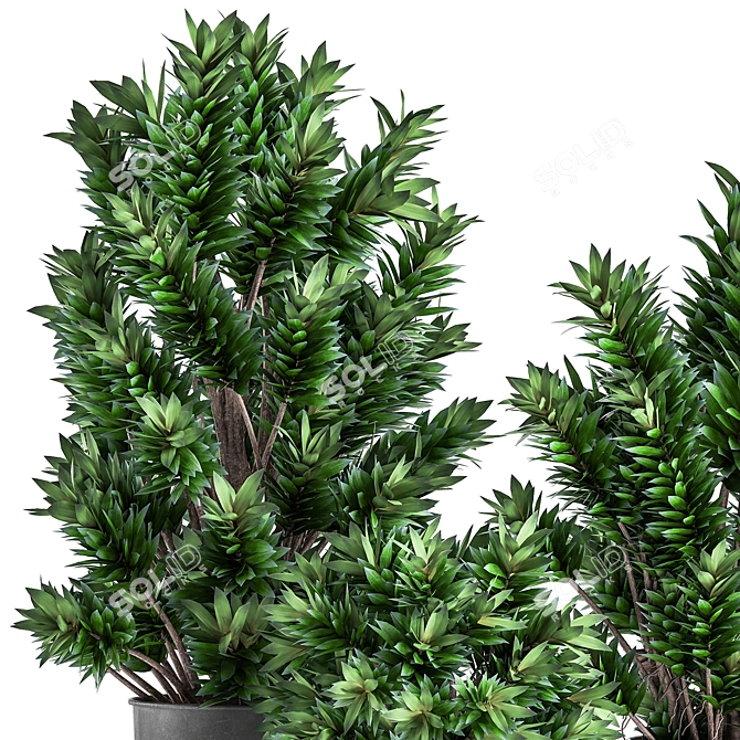 Tropical Plant Collection: Exotic Dracaena in Vig Planter 3D model image 2