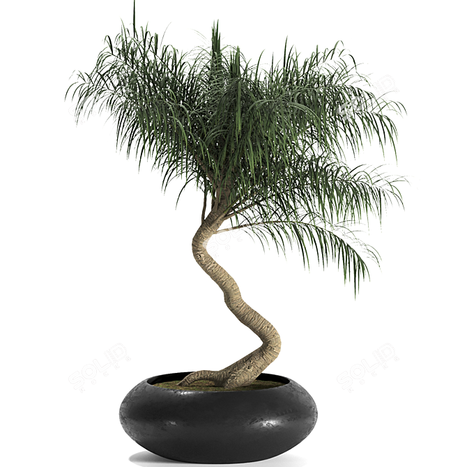 Tropical Palm Trio: Exquisite Indoor Plants 3D model image 2