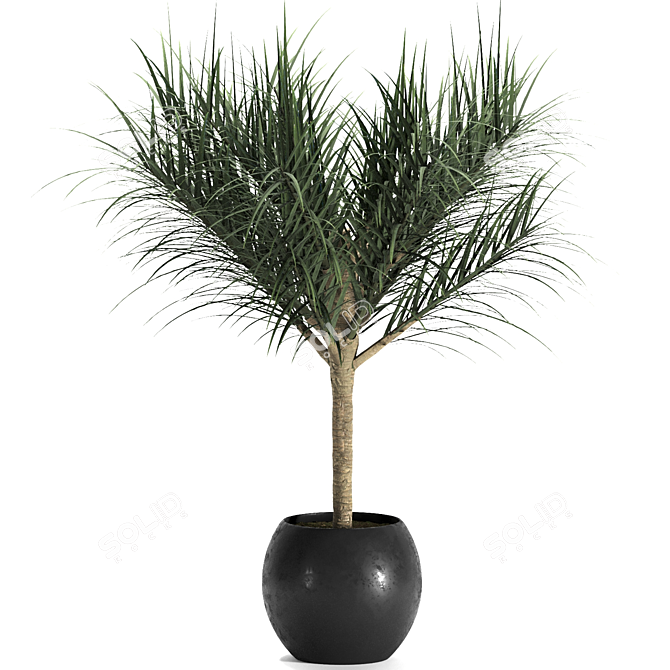 Tropical Palm Trio: Exquisite Indoor Plants 3D model image 4