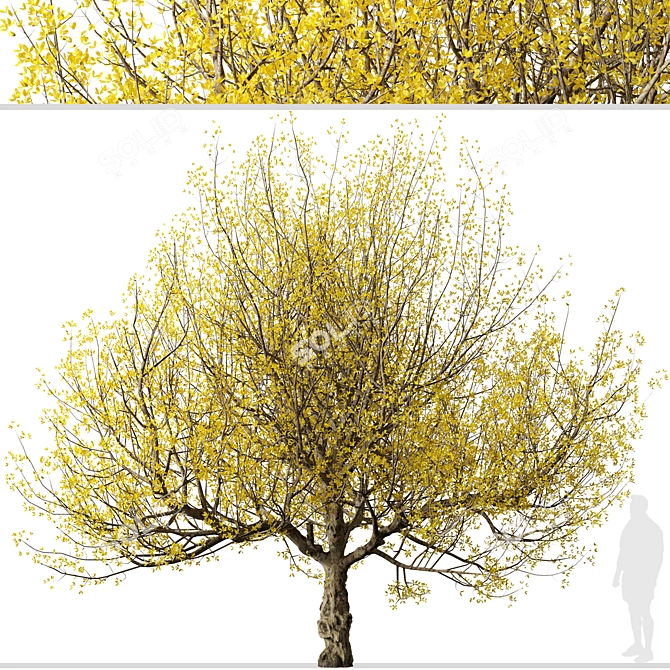 Pair of Cornus mas Trees 3D model image 3