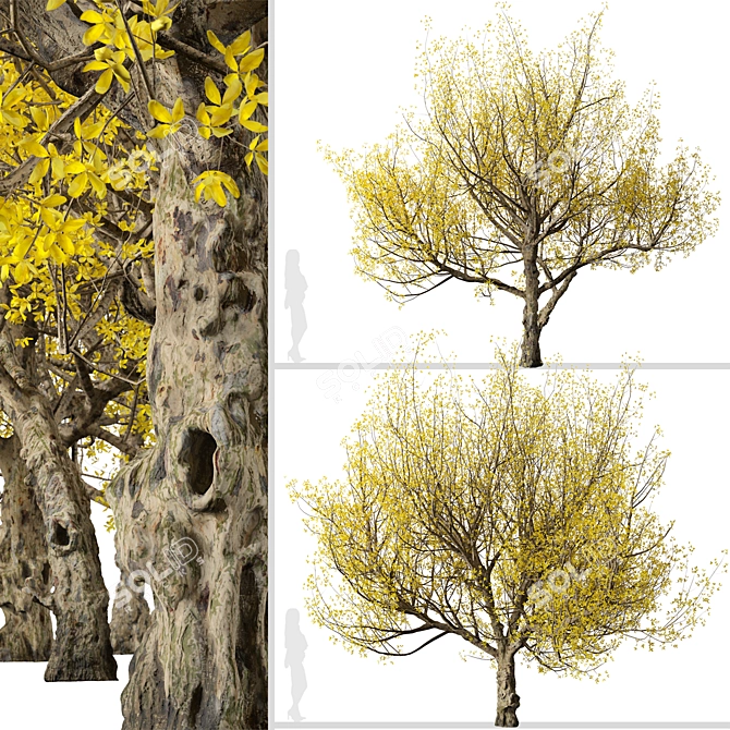 Pair of Cornus mas Trees 3D model image 4