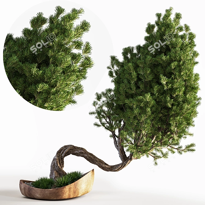 Bonsai Plant: Exquisite 2015 Version 3D model image 1