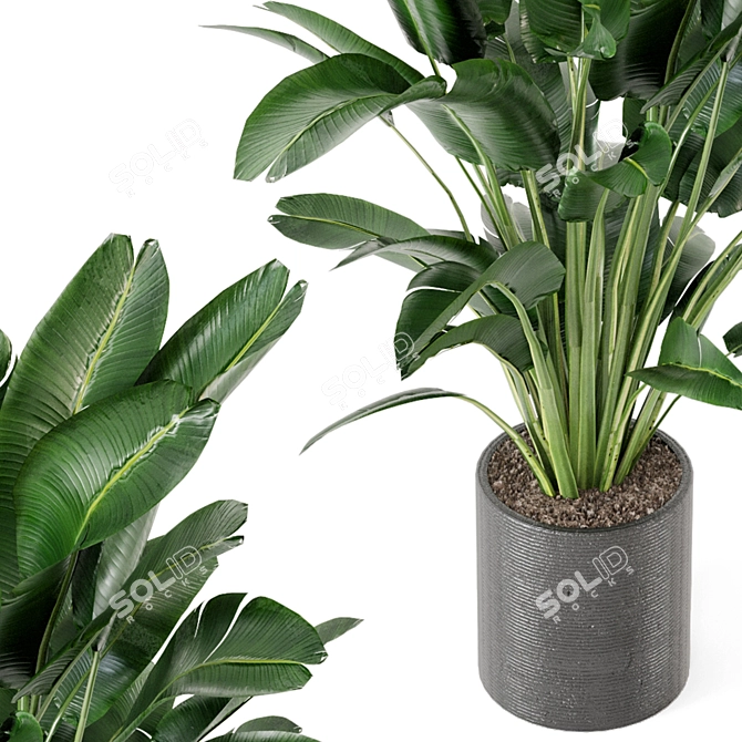 Green Oasis Indoor Plant Set 3D model image 3