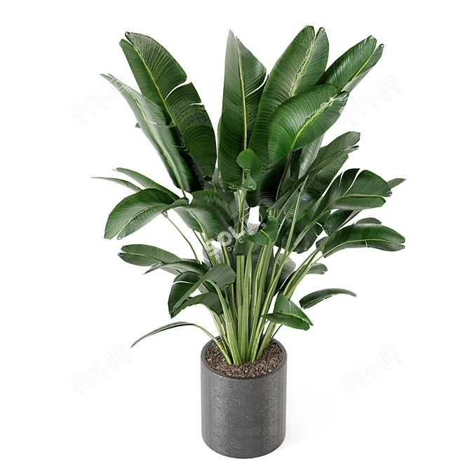 Green Oasis Indoor Plant Set 3D model image 5