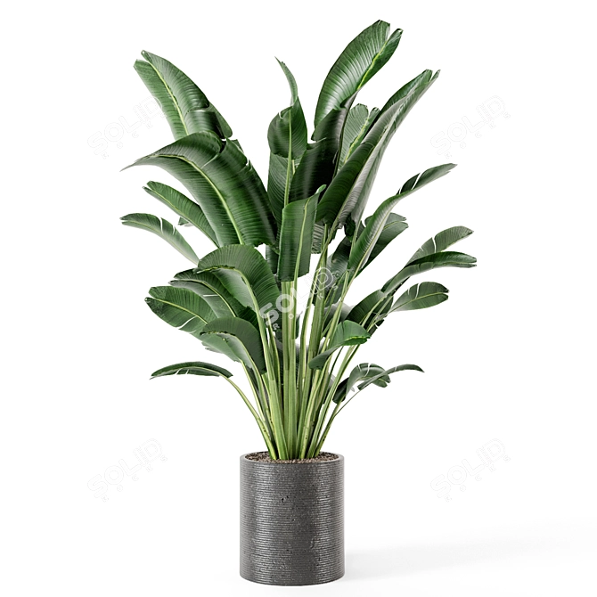 Green Oasis Indoor Plant Set 3D model image 6