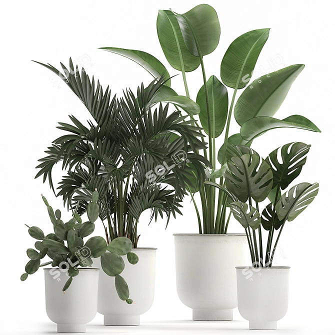 Tropical Plant Collection in White Pots 3D model image 1
