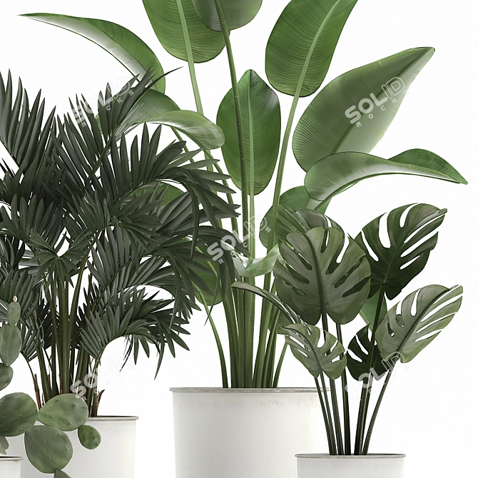 Tropical Plant Collection in White Pots 3D model image 5
