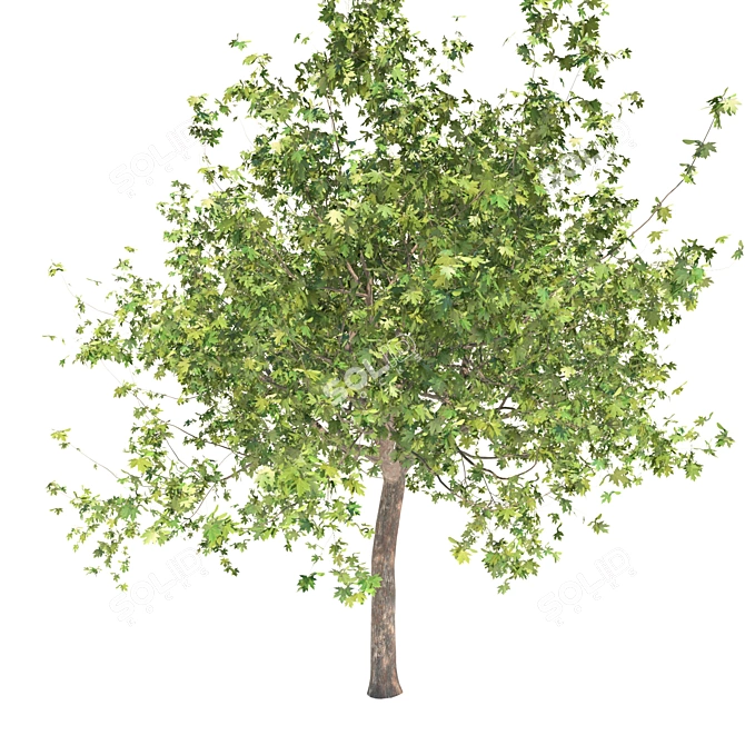 Premium Maple Tree: High-quality 3D Model 3D model image 3