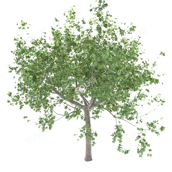 Premium Maple Tree: High-quality 3D Model 3D model image 7