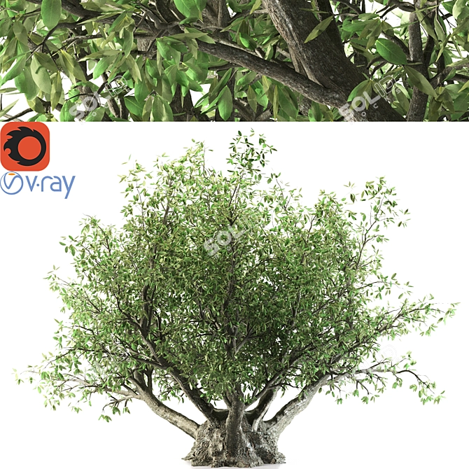 Towering Olive Tree - 8.5M 3D model image 1