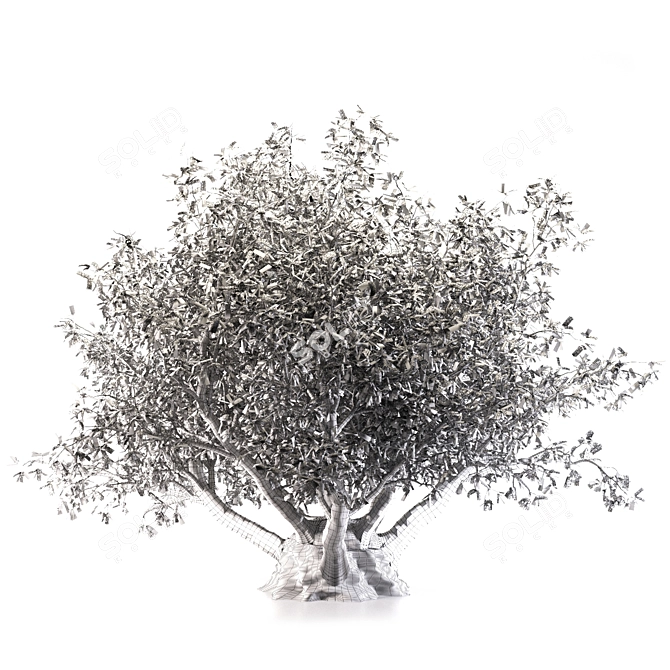 Towering Olive Tree - 8.5M 3D model image 2