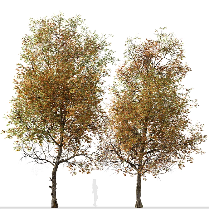 Formosan Gum Tree - Set of 2 3D model image 4