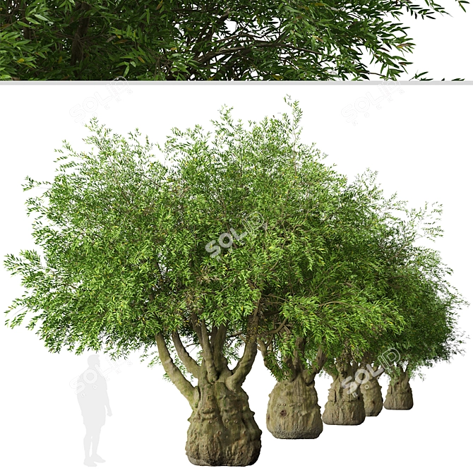 Exquisite Pair of Queensland Bottle Trees 3D model image 4