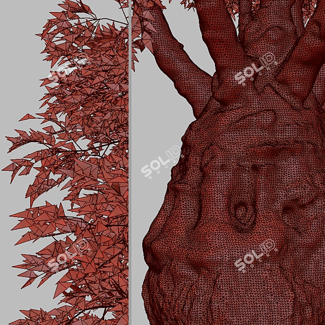 Exquisite Pair of Queensland Bottle Trees 3D model image 6