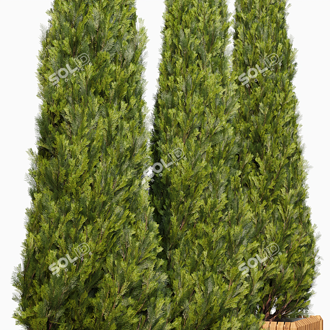 Elegant Cypress Tree 2015: 245cm x 62cm x 265cm 3D model image 2