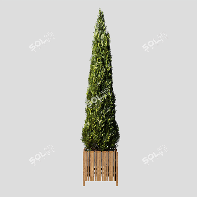 Elegant Cypress Tree 2015: 245cm x 62cm x 265cm 3D model image 3