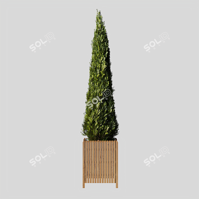 Elegant Cypress Tree 2015: 245cm x 62cm x 265cm 3D model image 4