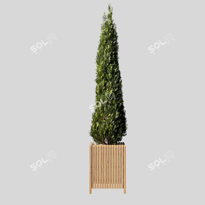 Elegant Cypress Tree 2015: 245cm x 62cm x 265cm 3D model image 5