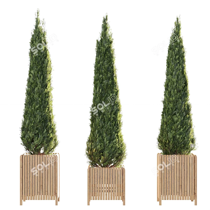 Elegant Cypress Tree 2015: 245cm x 62cm x 265cm 3D model image 10