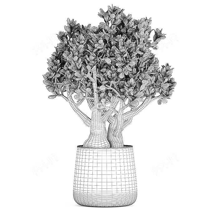 Exotic Plant Collection: Crassula & Portulaca in Rustic Iron Pots 3D model image 5