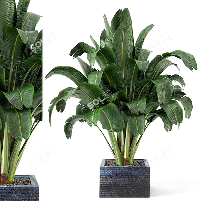 Exquisite Indoor Plant Collection 3D model image 1