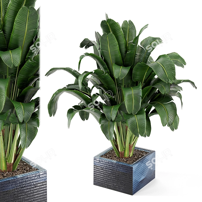 Exquisite Indoor Plant Collection 3D model image 2