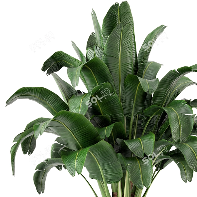 Exquisite Indoor Plant Collection 3D model image 4