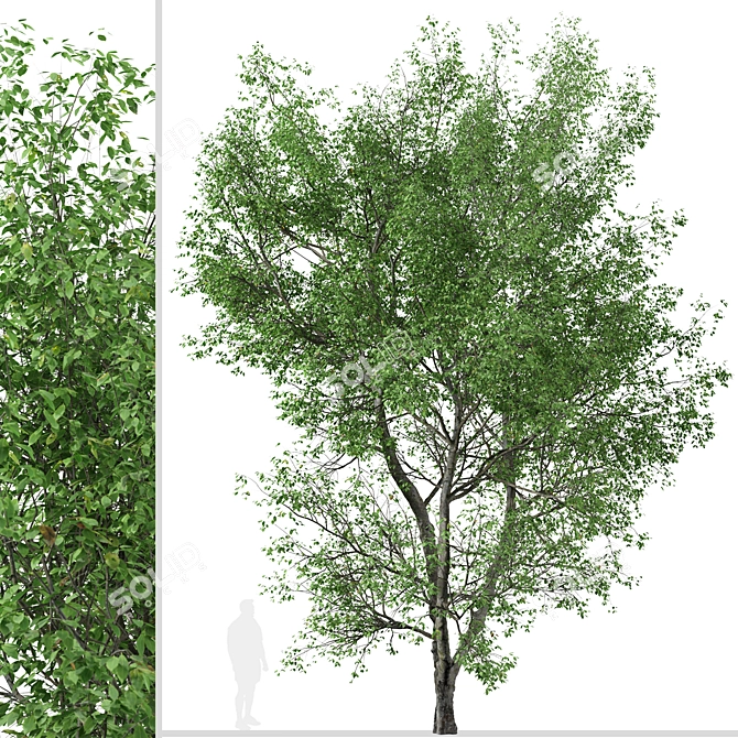 Versatile American Beech Trees: 2 Beautiful Fagus Grandifolia 3D model image 3